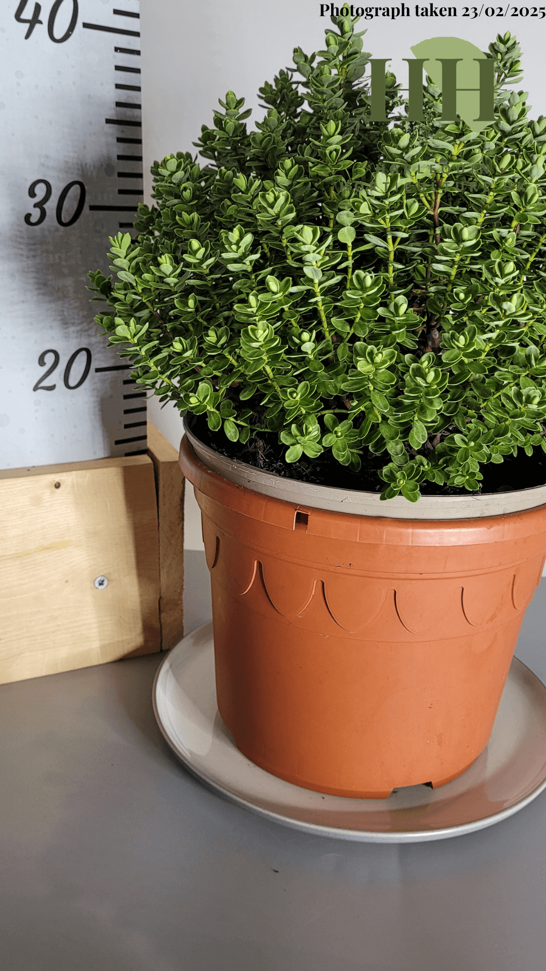 Hebe 'Topiaria' | Evergreen Shrub | Size: 5 litre, 22.5cm Pot | Current Height: 35cm, Pot included