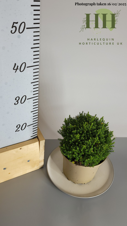 Hebe 'Emerald Gem' | Evergreen Shrub | 2 litre, 17cm Pot | Current Height: 25cm, Pot included