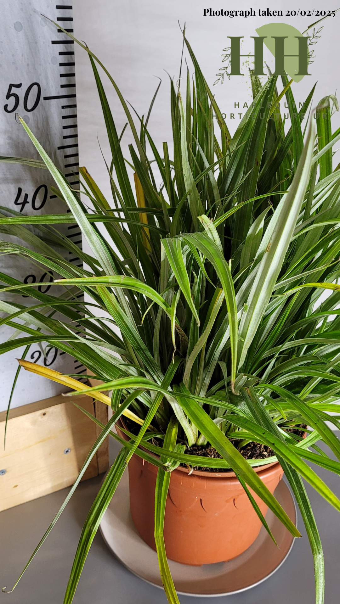 Astelia chathamica 'Silver Spear' | Evergreen Perennial | Size: 5 litre, 22.5cm Pot | Current Height: 50cm, Pot included