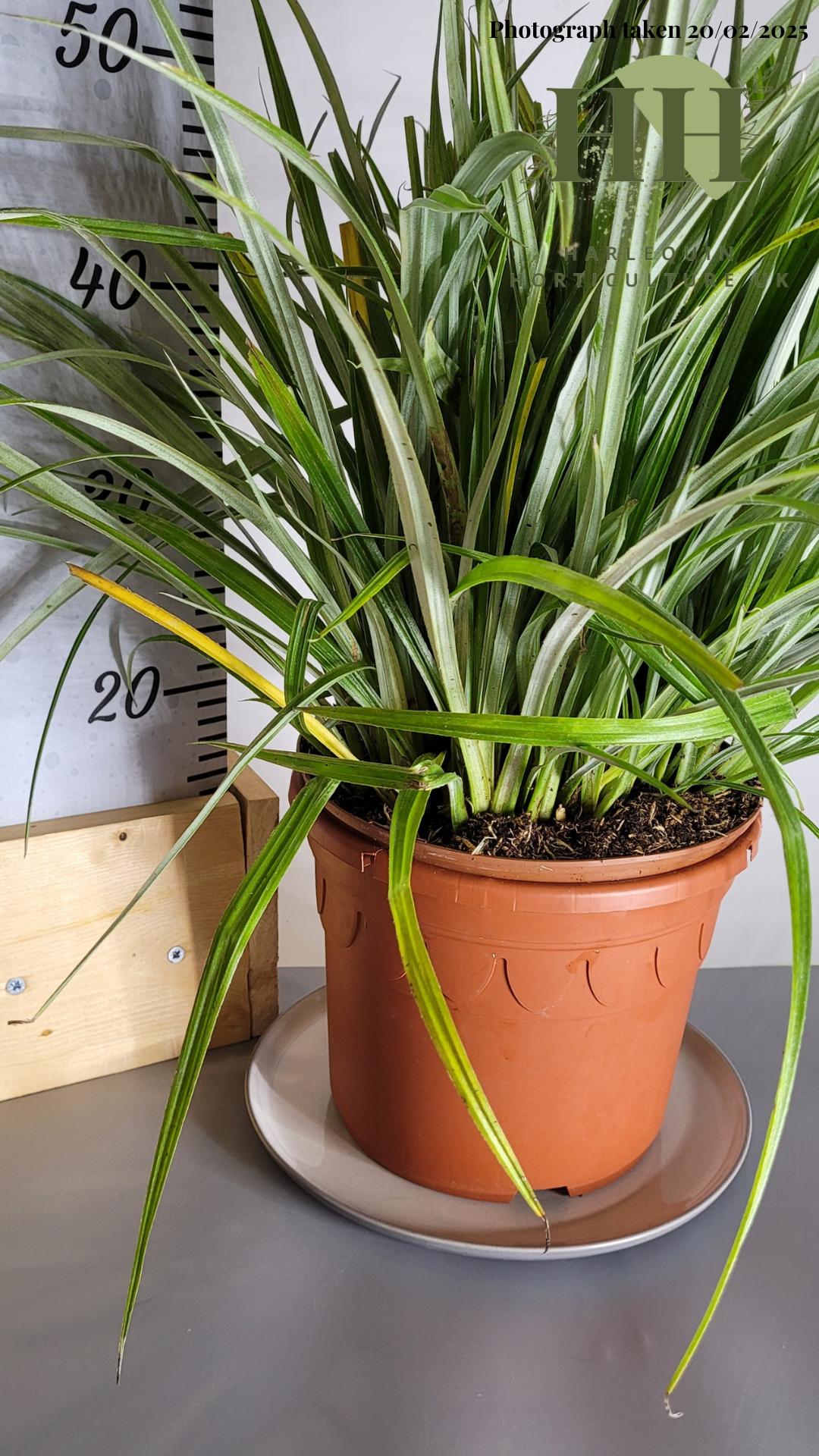 Astelia chathamica 'Silver Spear' | Evergreen Perennial | Size: 5 litre, 22.5cm Pot | Current Height: 50cm, Pot included