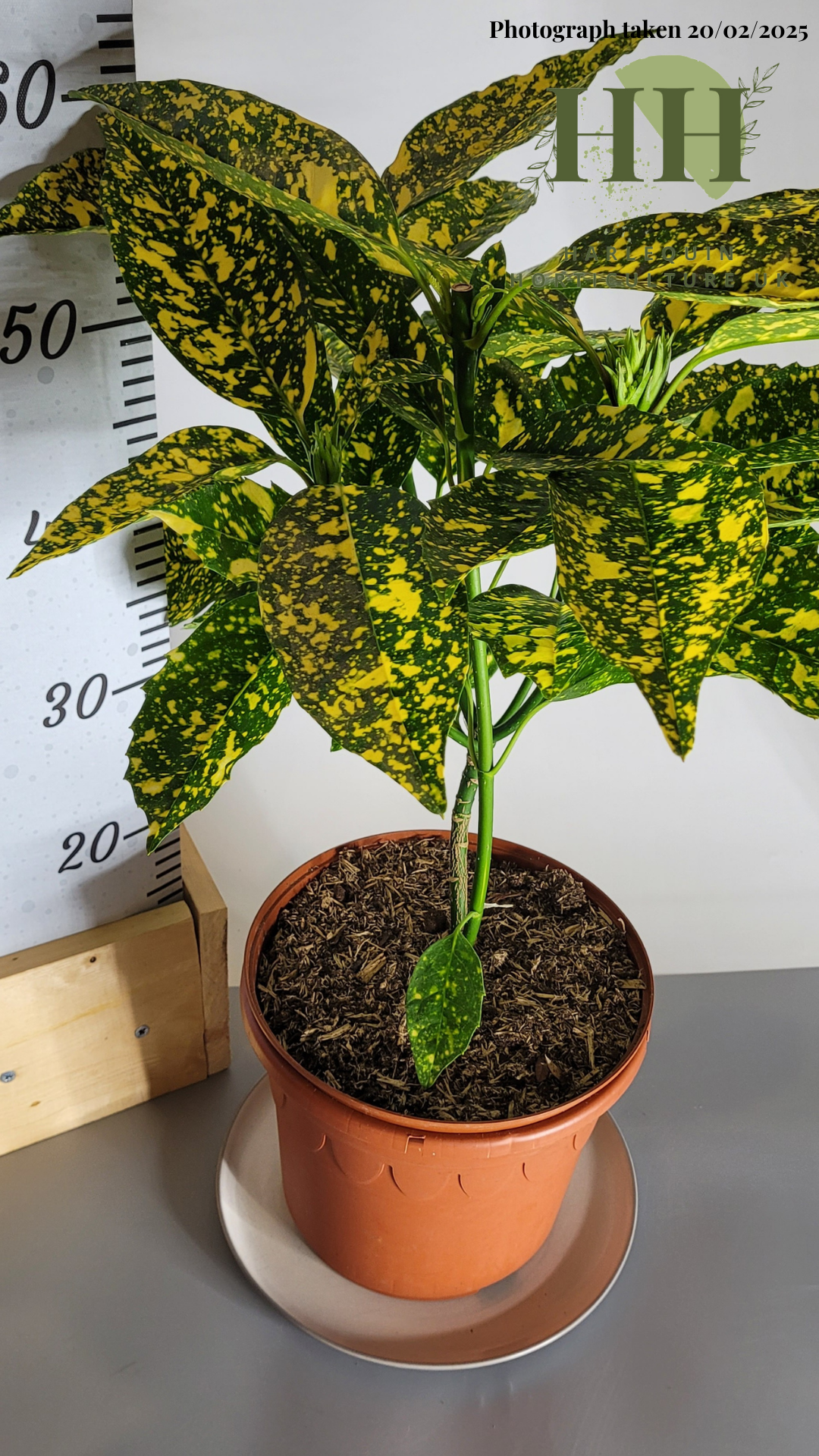 Aucuba japonica 'Crotonifolia' | Evergreen Shrub | Size: 5 litre, 22.5cm Pot | Current Height: 60cm, Pot included