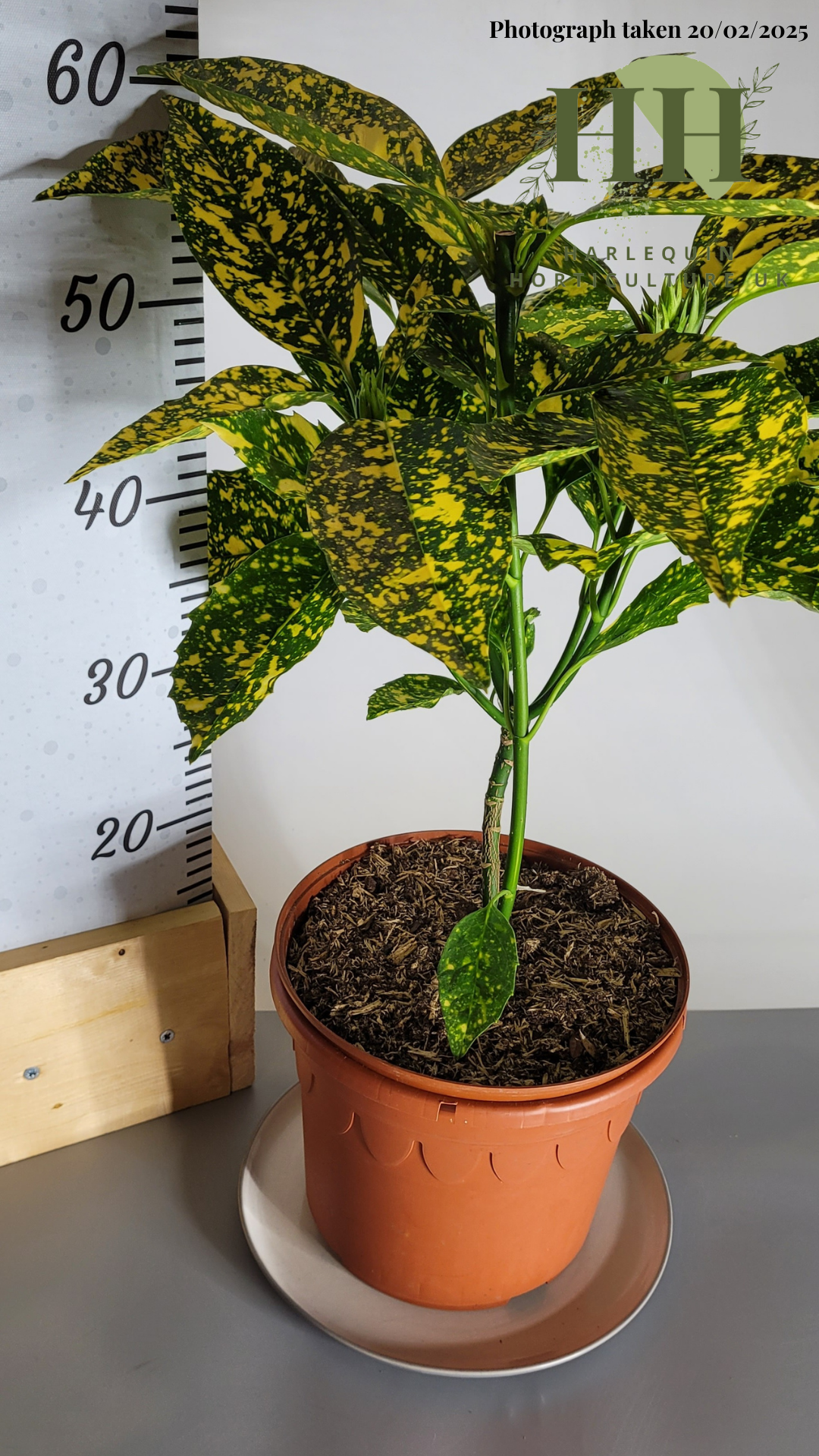 Aucuba japonica 'Crotonifolia' | Evergreen Shrub | Size: 5 litre, 22.5cm Pot | Current Height: 60cm, Pot included