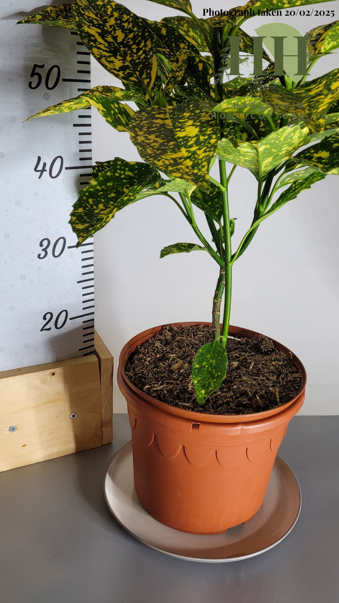 Aucuba japonica 'Crotonifolia' | Evergreen Shrub | Size: 5 litre, 22.5cm Pot | Current Height: 60cm, Pot included