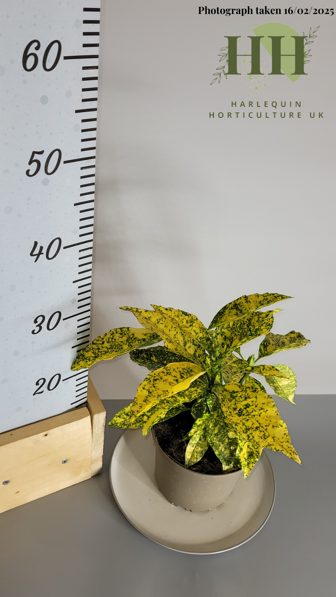 Aucuba japonica 'Gold King' | Evergreen Shrub | 2 litre, 17cm Pot | Current Height: 30cm, Pot included