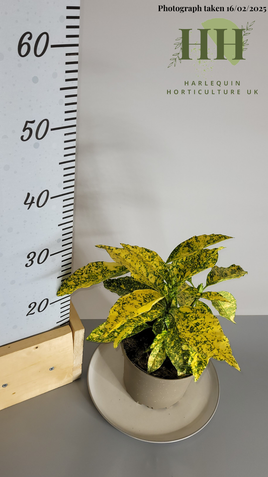 Aucuba japonica 'Gold King' | Evergreen Shrub | 2 litre, 17cm Pot | Current Height: 30cm, Pot included