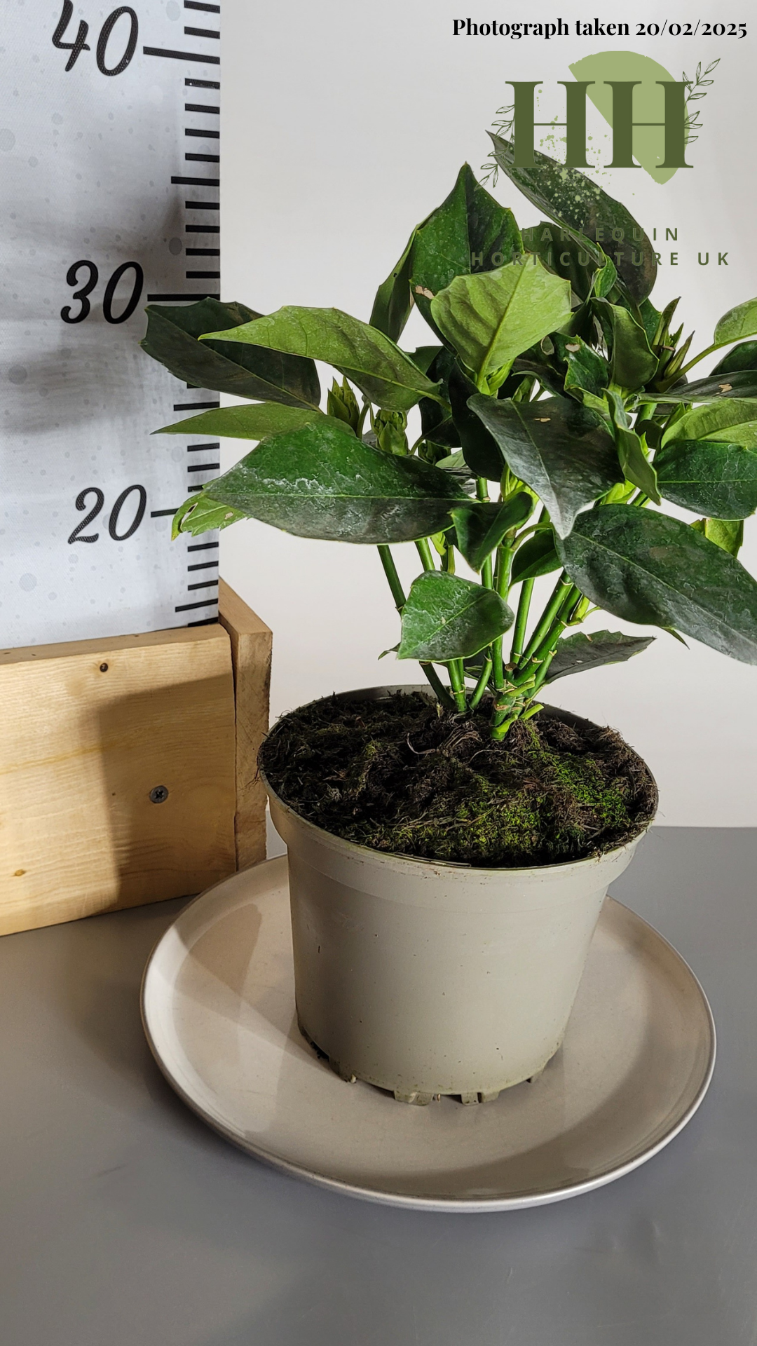 Aucuba japonica 'Rozannie' | Evergreen Shrub | Size: 3 litre, 19cm Pot | Current Height: 30cm, Pot included