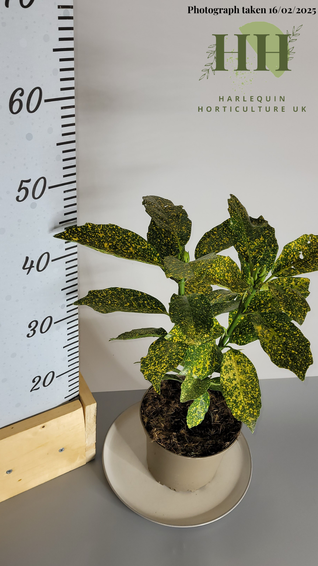Aucuba japonica 'Variegata' | Evergreen Shrub | 2 litre, 17cm Pot | Current Height: 45cm, Pot included