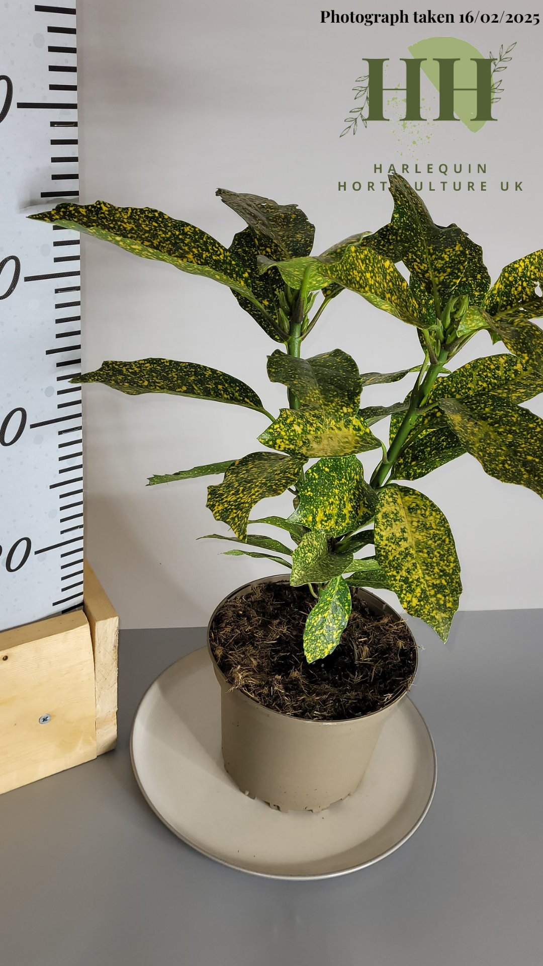 Aucuba japonica 'Variegata' | Evergreen Shrub | 2 litre, 17cm Pot | Current Height: 45cm, Pot included