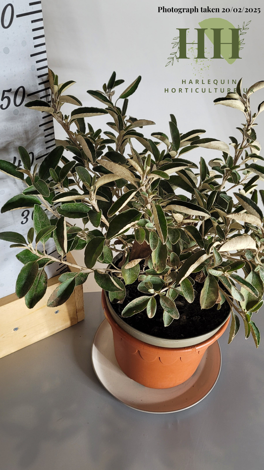 Brachyglottis 'Sunshine' | Evergreen Shrub | Size: 5 litre, 22.5cm Pot | Current Height: 50cm, Pot included