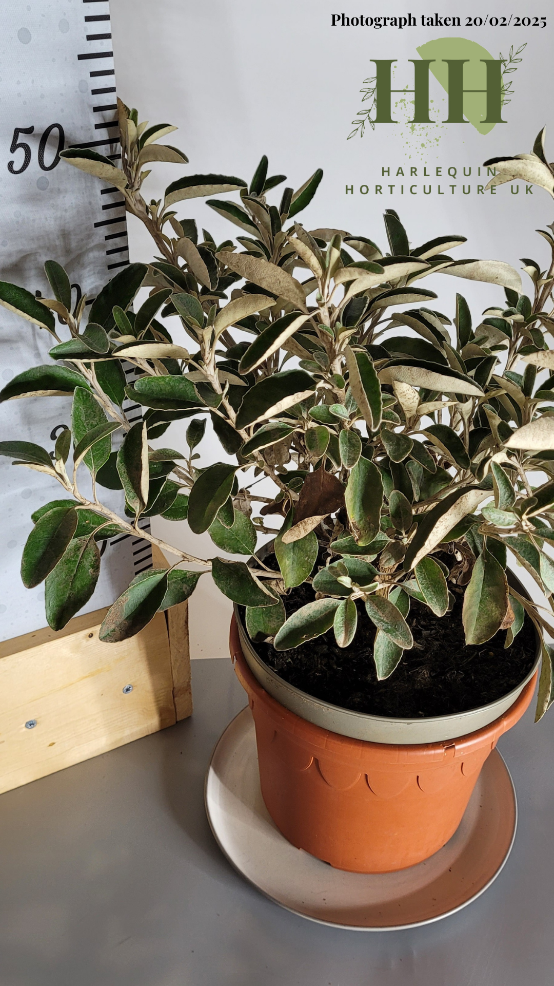 Brachyglottis 'Sunshine' | Evergreen Shrub | Size: 5 litre, 22.5cm Pot | Current Height: 50cm, Pot included