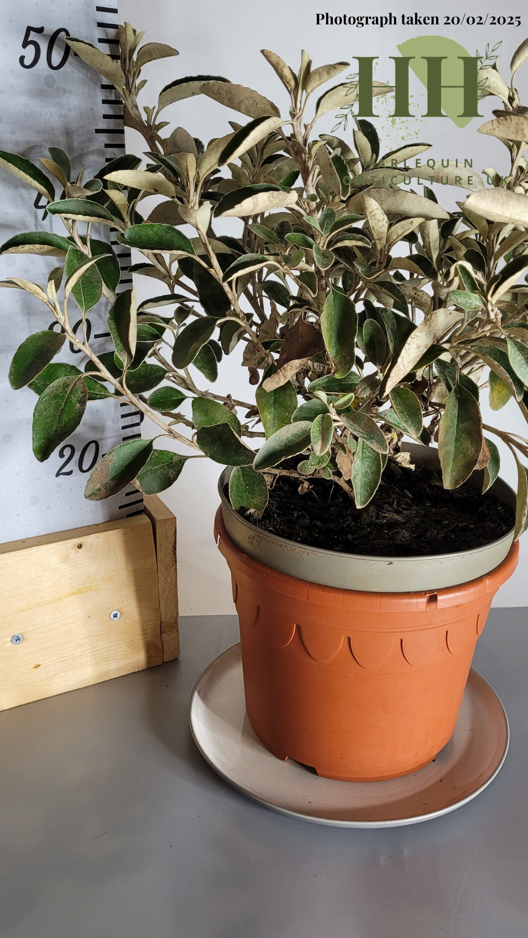 Brachyglottis 'Sunshine' | Evergreen Shrub | Size: 5 litre, 22.5cm Pot | Current Height: 50cm, Pot included