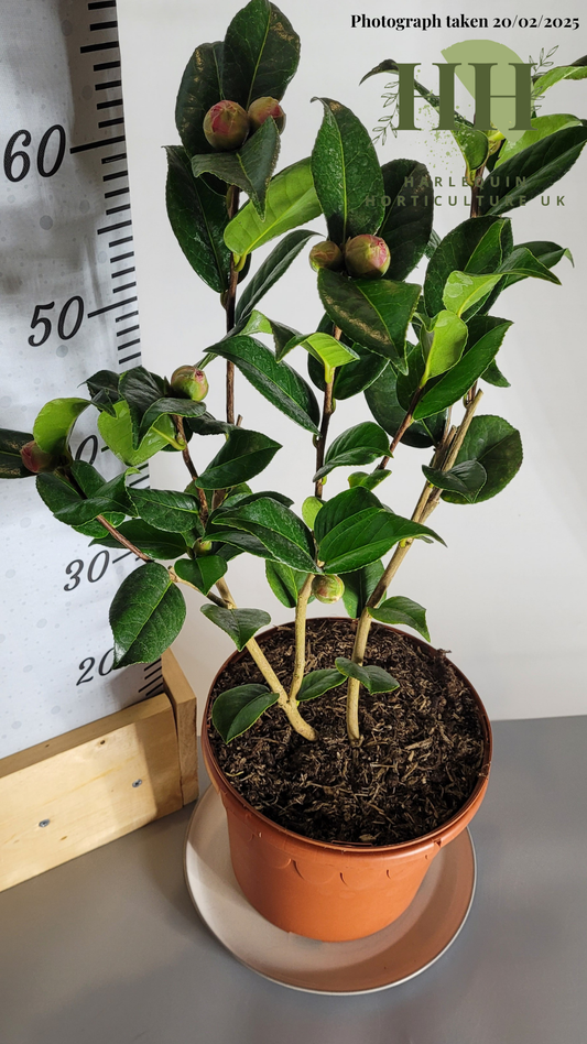 Camelia japonica 'Anticipation' | Evergreen Shrub | Size: 5 litre, 22.5cm Pot | Current Height: 60cm, Pot included