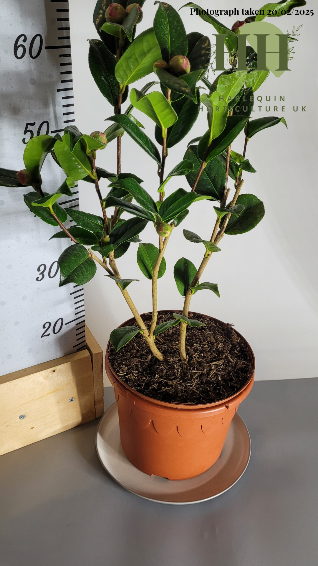 Camelia japonica 'Anticipation' | Evergreen Shrub | Size: 5 litre, 22.5cm Pot | Current Height: 60cm, Pot included
