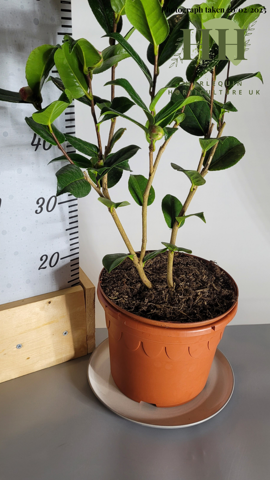 Camelia japonica 'Anticipation' | Evergreen Shrub | Size: 5 litre, 22.5cm Pot | Current Height: 60cm, Pot included