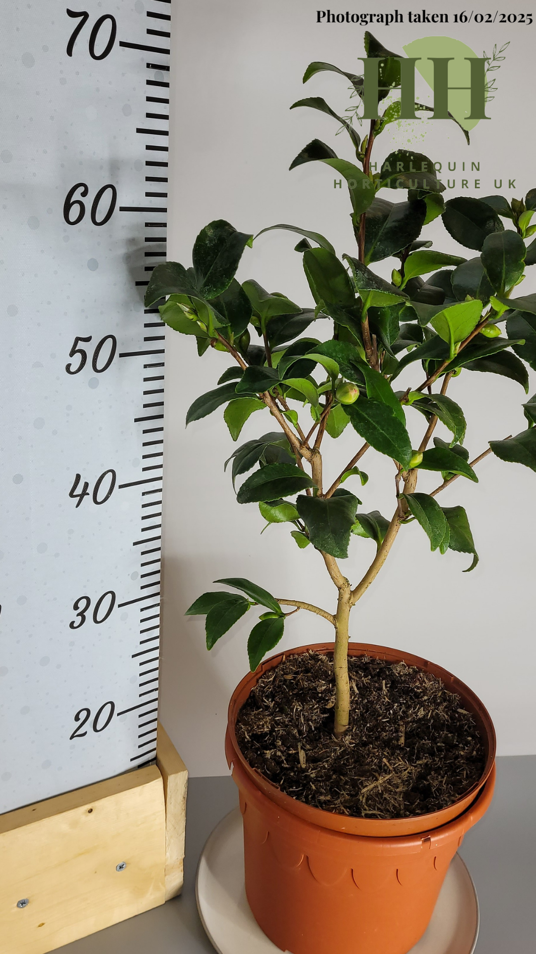Camelia japonica 'Tiki' | Evergreen Shrub | 5 litre, 22.5cm Pot | Current Height: 60cm, Pot included