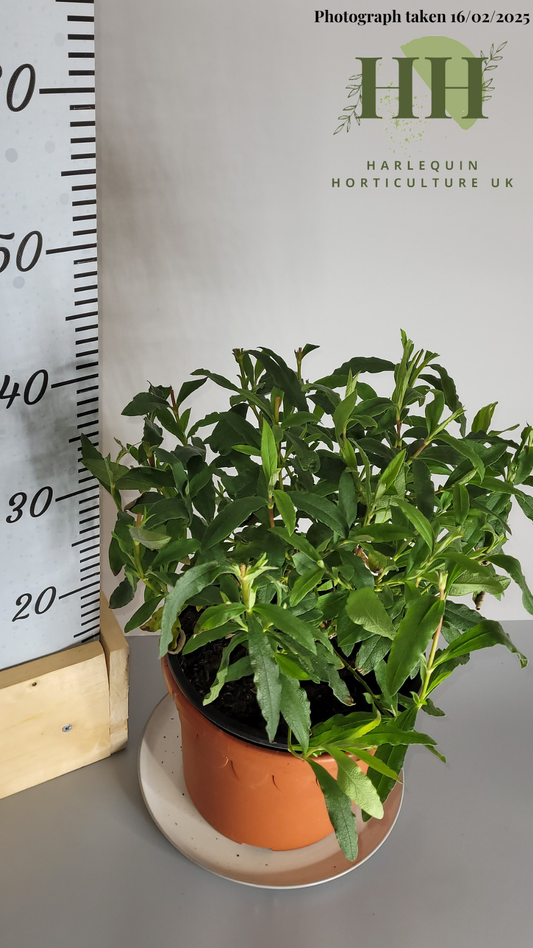 Cistus × Purpureus 'Alan Fradd' | Evergreen Shrub | Size: 5 litre, 22.5cm Pot | Current Height: 40cm, Pot included
