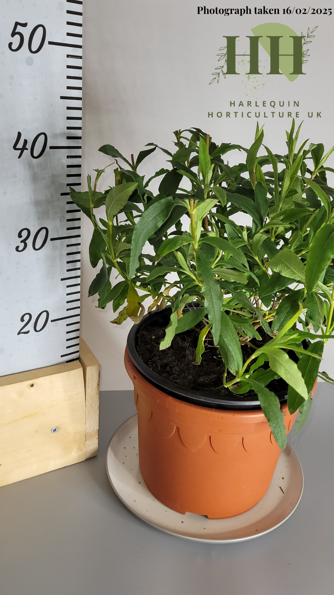 Cistus × Purpureus 'Alan Fradd' | Evergreen Shrub | Size: 5 litre, 22.5cm Pot | Current Height: 40cm, Pot included