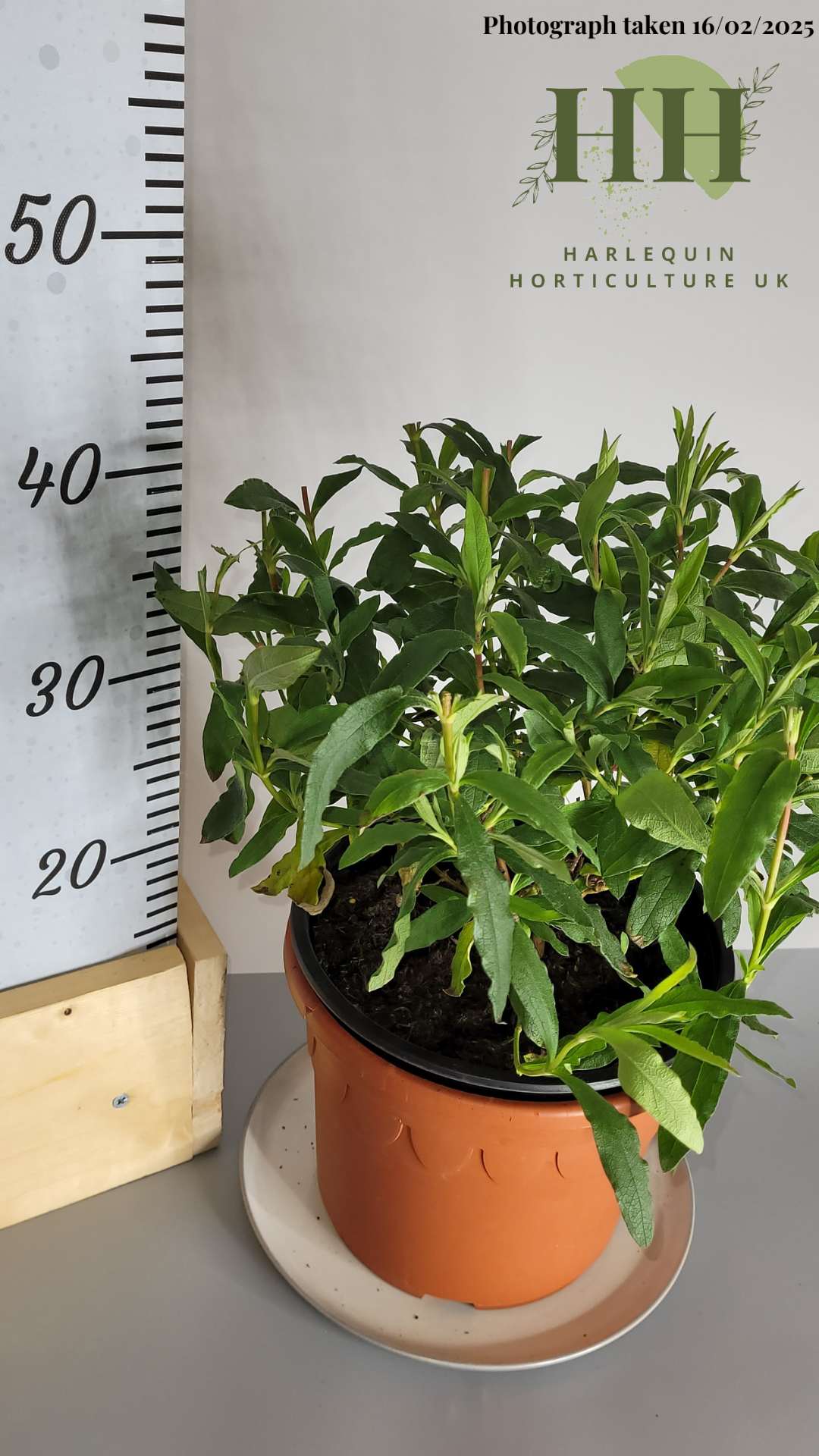 Cistus × Purpureus 'Alan Fradd' | Evergreen Shrub | Size: 5 litre, 22.5cm Pot | Current Height: 40cm, Pot included