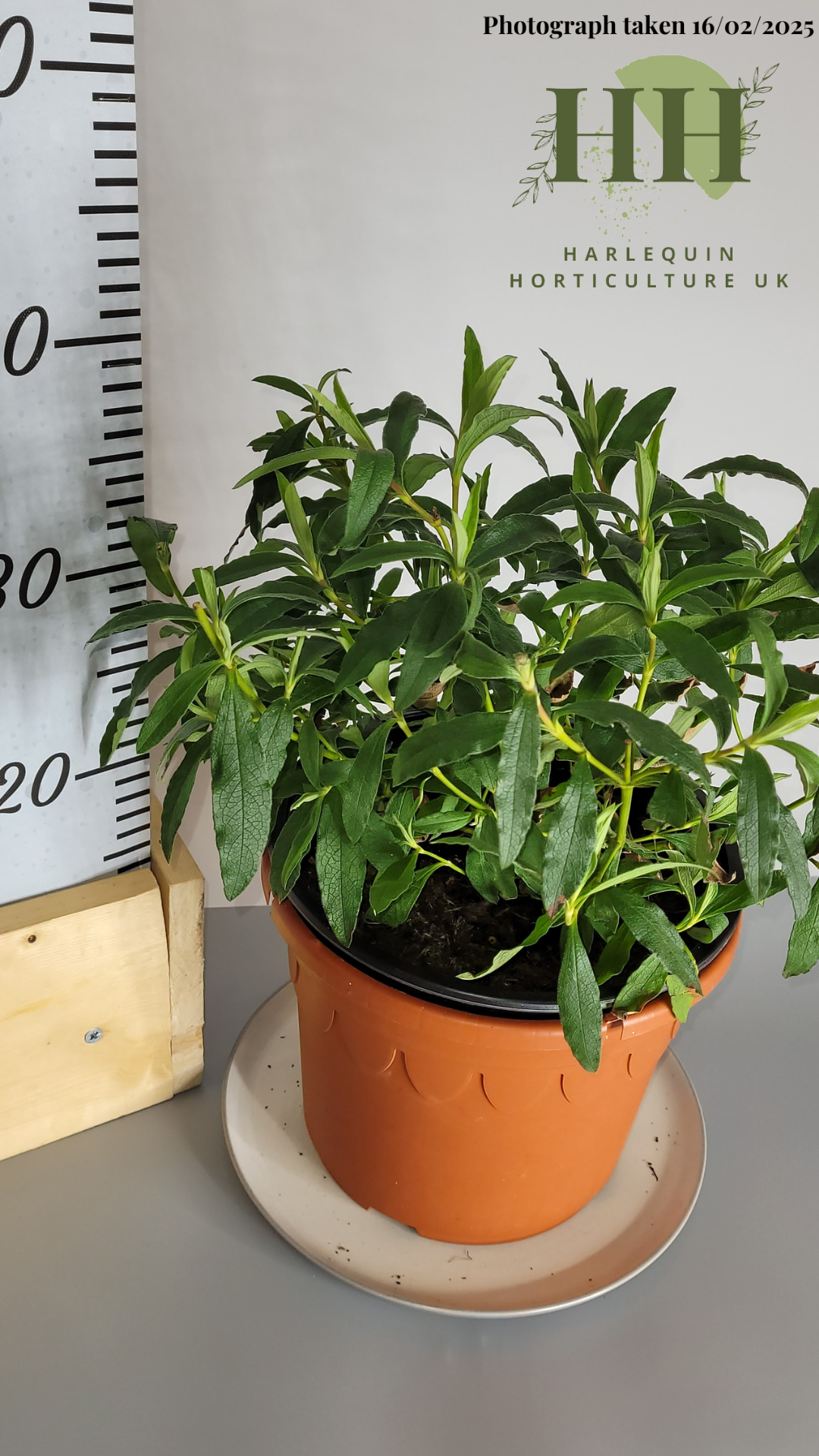 Cistus purpureus | Evergreen Shrub | Size: 5 litre, 22.5cm Pot | Current Height: 35cm, Pot included