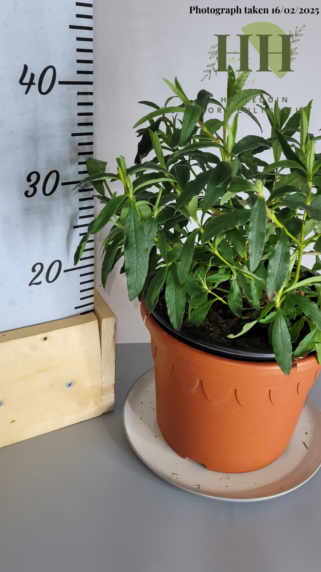 Cistus purpureus | Evergreen Shrub | Size: 5 litre, 22.5cm Pot | Current Height: 35cm, Pot included