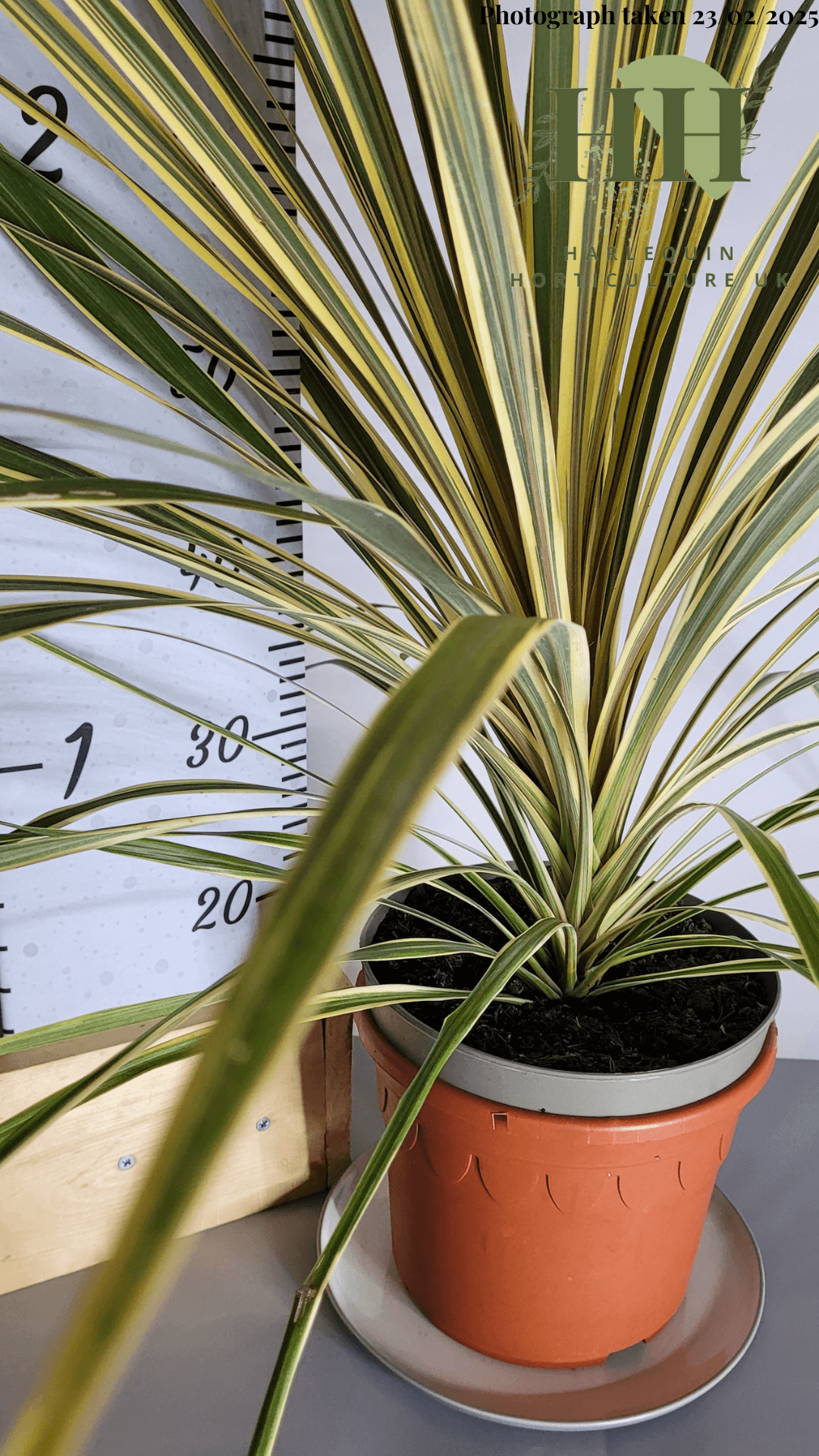 Cordyline australis 'Torbay Dazzler' | Evergreen Shrub | Size: 5 litre, 22.5cm Pot | Current Height: 75cm, Pot included
