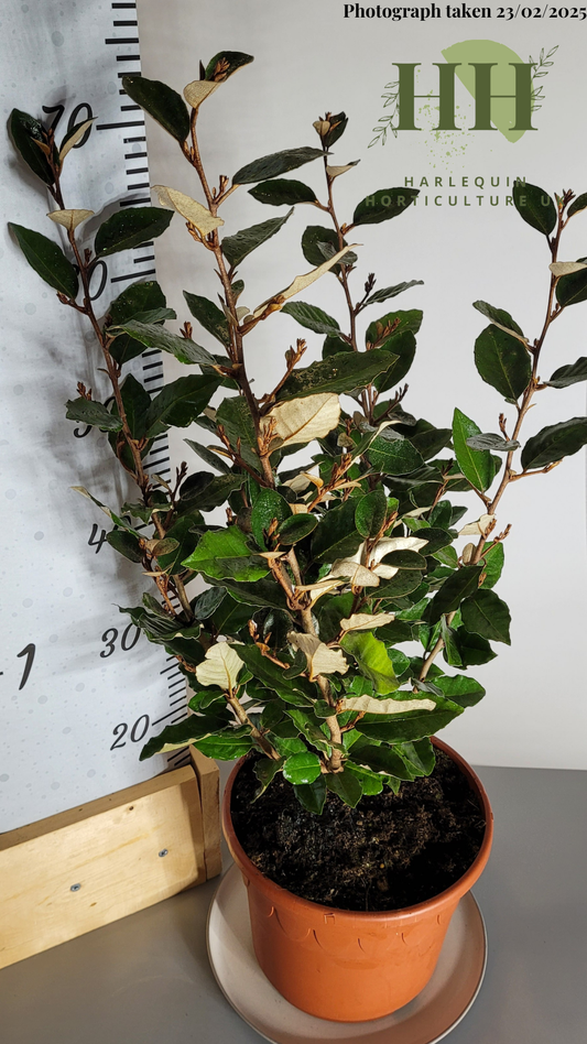 Elaeagnus ebbingei 'Compacta' | Evergreen Shrub | Size: 5 litre, 22.5cm Pot | Current Height: 65cm, Pot included