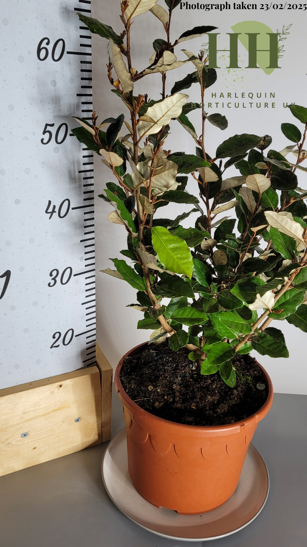 Elaeagnus ebbingei 'Compacta' | Evergreen Shrub | Size: 5 litre, 22.5cm Pot | Current Height: 65cm, Pot included