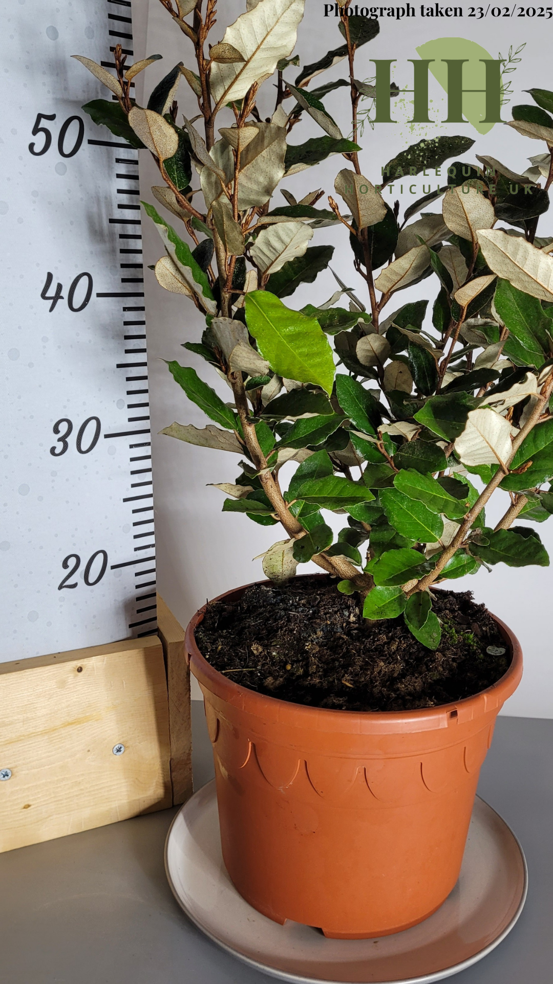 Elaeagnus ebbingei 'Compacta' | Evergreen Shrub | Size: 5 litre, 22.5cm Pot | Current Height: 65cm, Pot included
