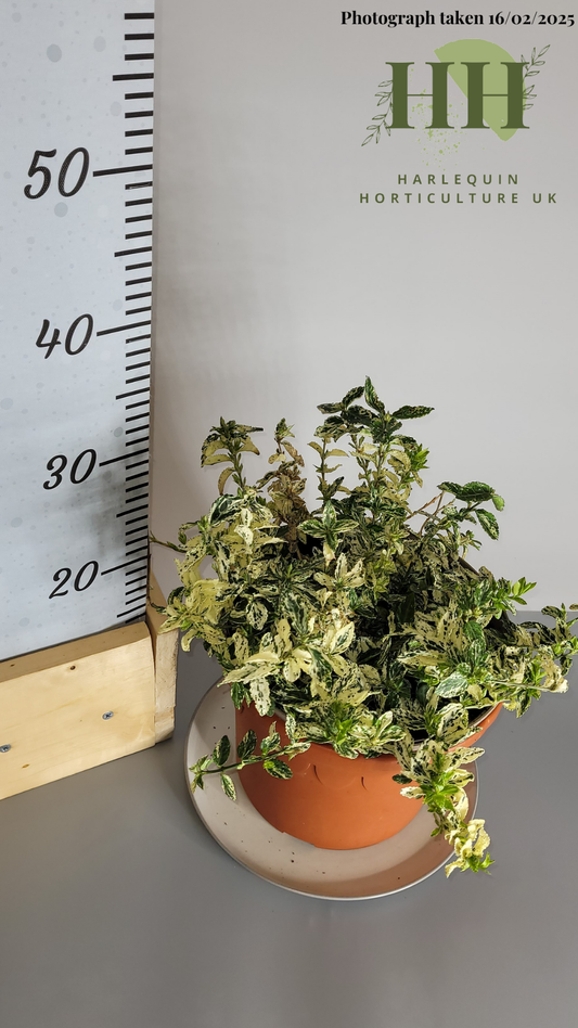 Euonymus fortunei 'Harlequin' | Evergreen Shrub | 5 litre, 22.5cm Pot | Current Height: 30cm, Pot included