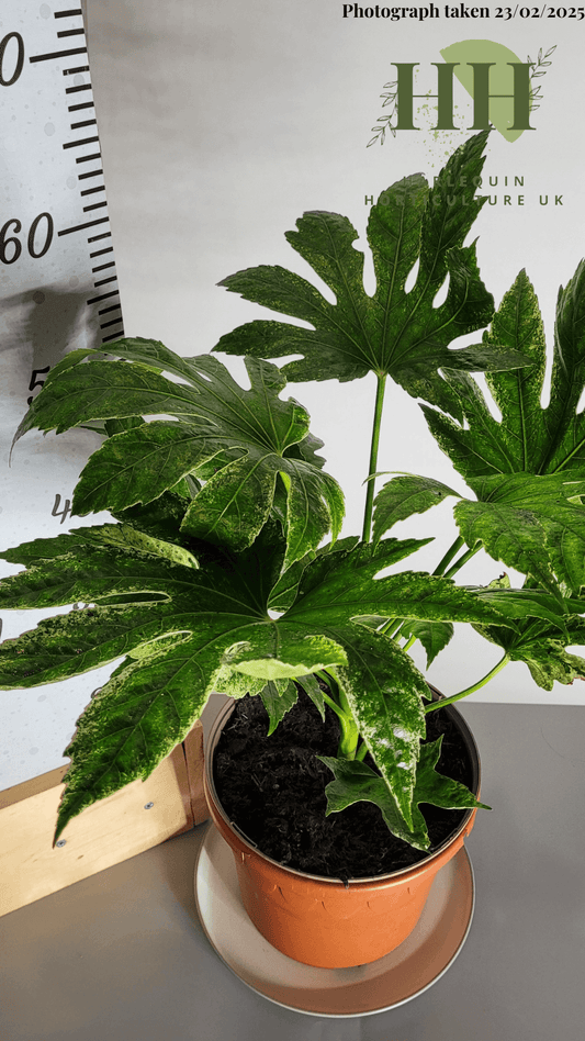 Fatsia japonica 'Spiders Web' | Evergreen Shrub | Size: 5 litre, 22.5cm Pot | Current Height: 55cm, Pot included