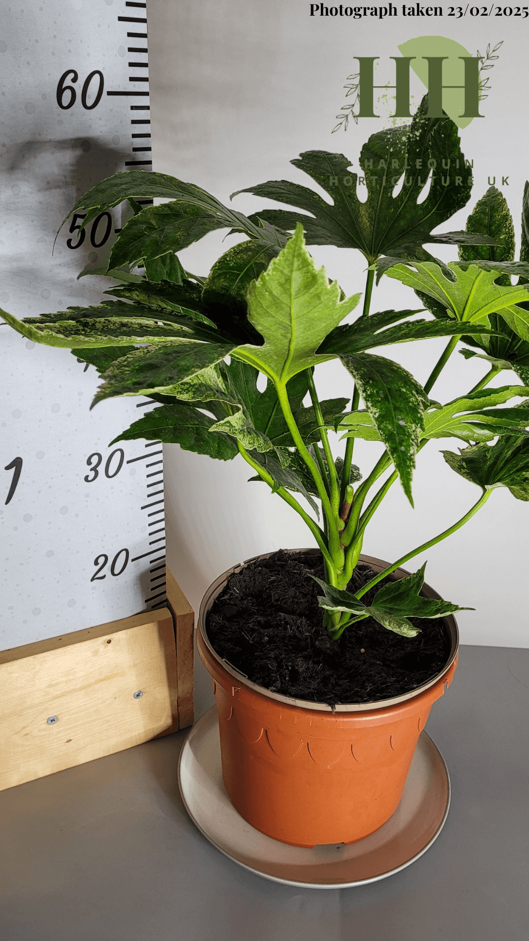 Fatsia japonica 'Spiders Web' | Evergreen Shrub | Size: 5 litre, 22.5cm Pot | Current Height: 55cm, Pot included