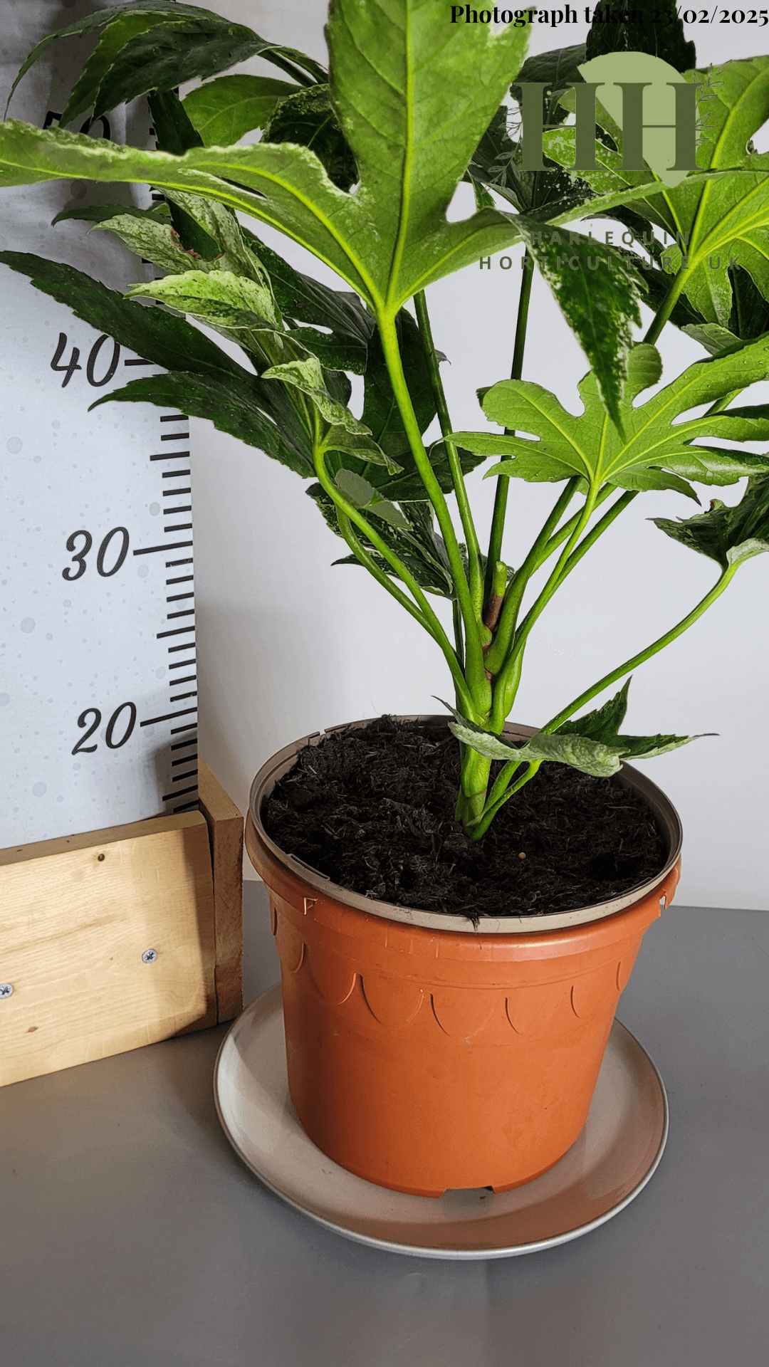 Fatsia japonica 'Spiders Web' | Evergreen Shrub | Size: 5 litre, 22.5cm Pot | Current Height: 55cm, Pot included