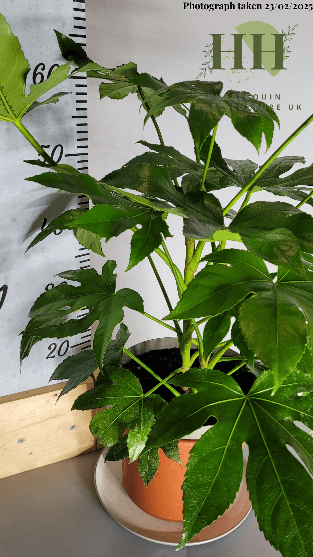 Fatsia japonica | Evergreen Shrub | Size: 5 litre, 22.5cm Pot | Current Height: 55cm Pot included