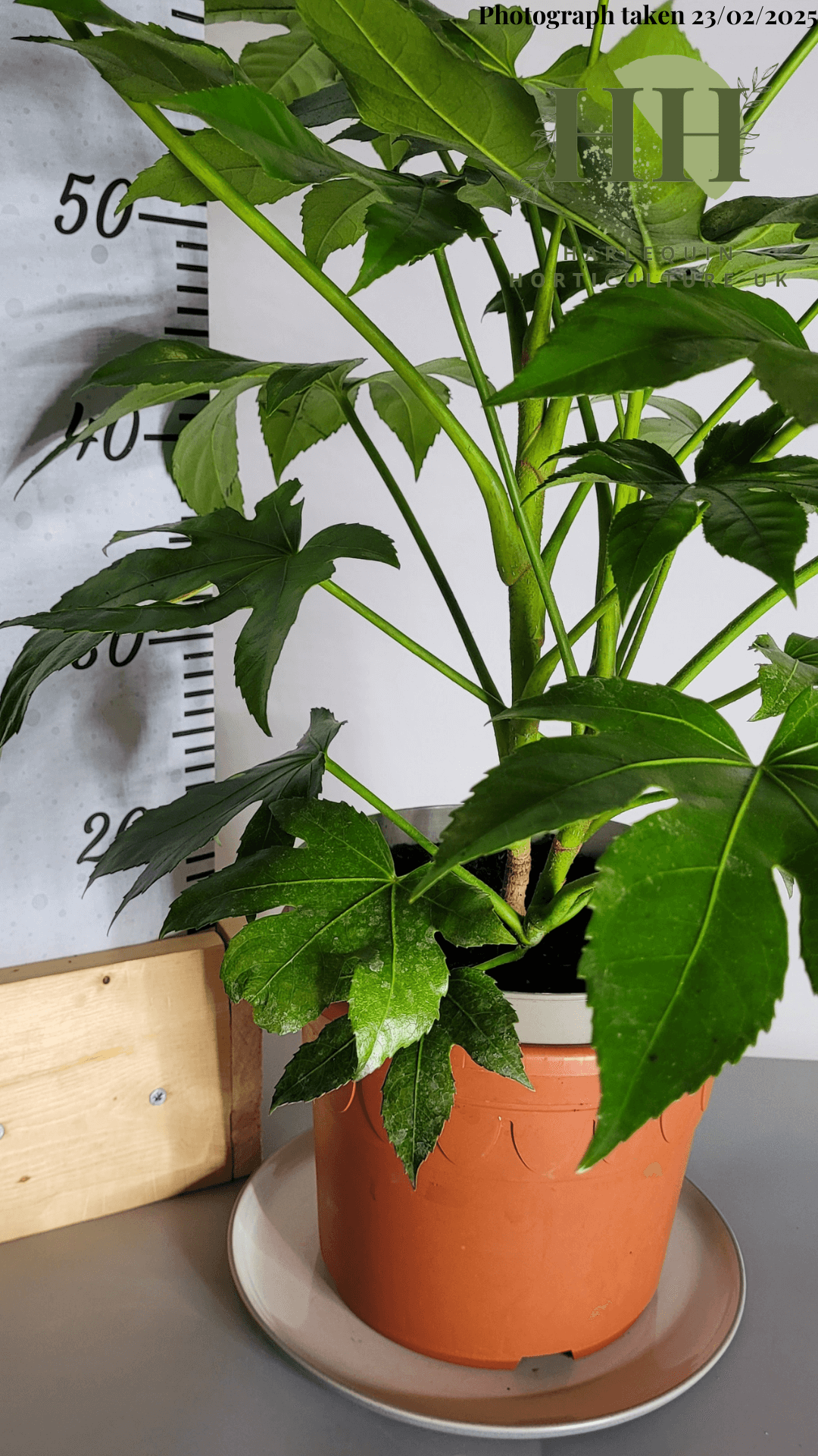 Fatsia japonica | Evergreen Shrub | Size: 5 litre, 22.5cm Pot | Current Height: 55cm Pot included