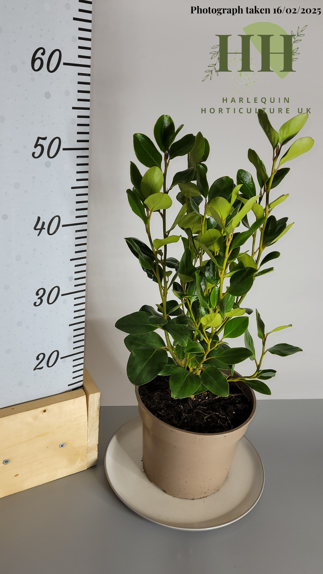 Griselinia littoralis 'Green Horizon' | Evergreen Shrub | Size: 2 litre, 17cm Pot | Current Height: 50cm, Pot included