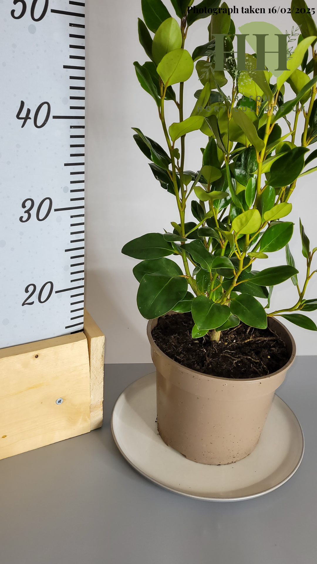Griselinia littoralis 'Green Horizon' | Evergreen Shrub | Size: 2 litre, 17cm Pot | Current Height: 50cm, Pot included