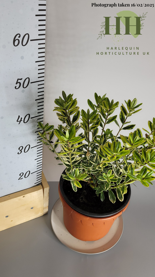 Hebe fran 'Variegata' | Evergreen Shrub | Size: 5 litre, 22.5cm Pot | Current Height: 45cm, Pot included