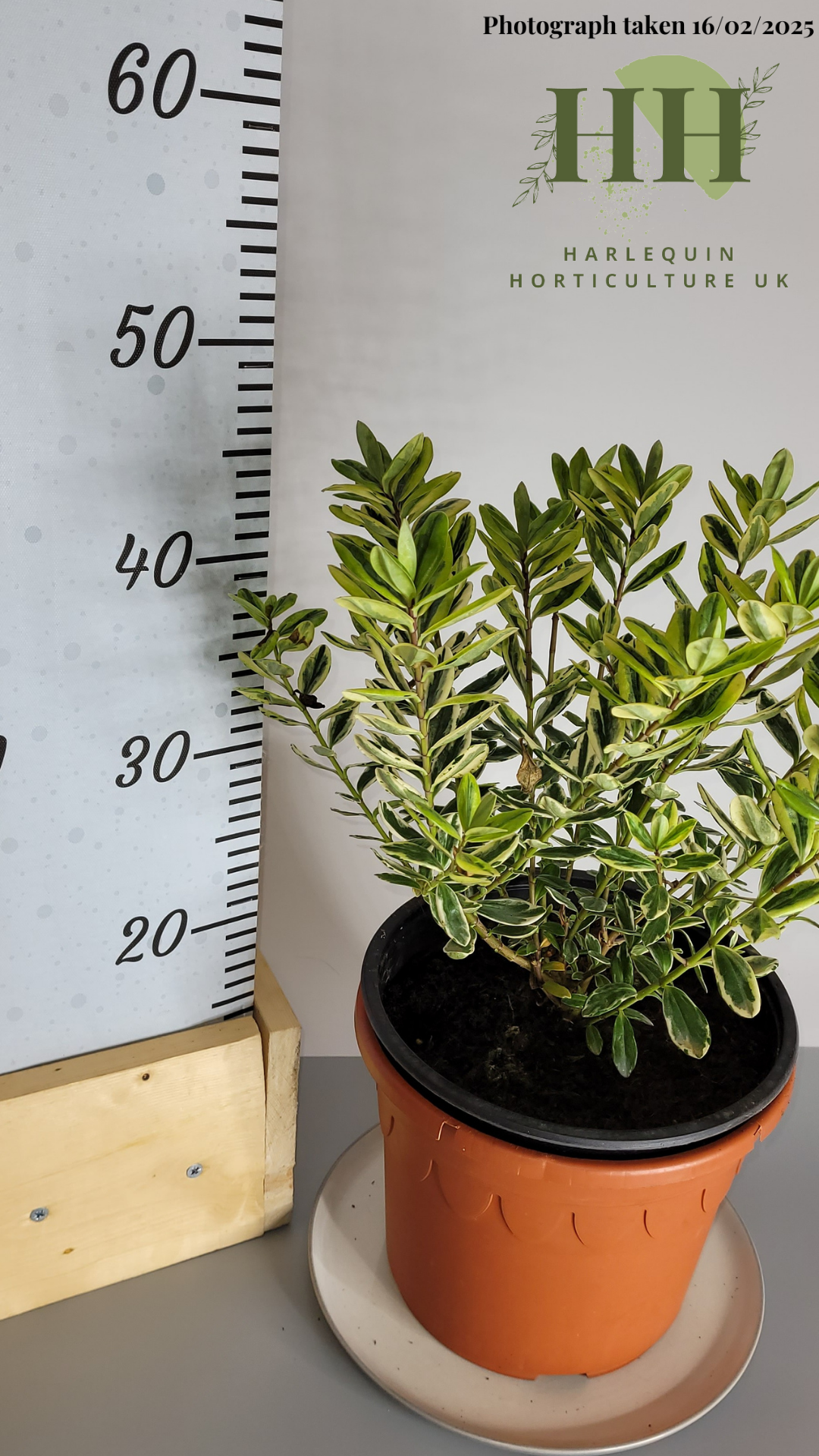 Hebe fran 'Variegata' | Evergreen Shrub | Size: 5 litre, 22.5cm Pot | Current Height: 45cm, Pot included