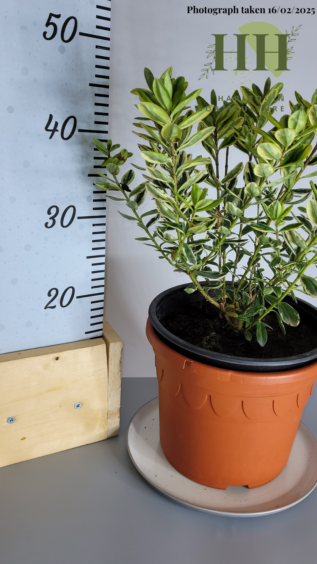 Hebe fran 'Variegata' | Evergreen Shrub | Size: 5 litre, 22.5cm Pot | Current Height: 45cm, Pot included