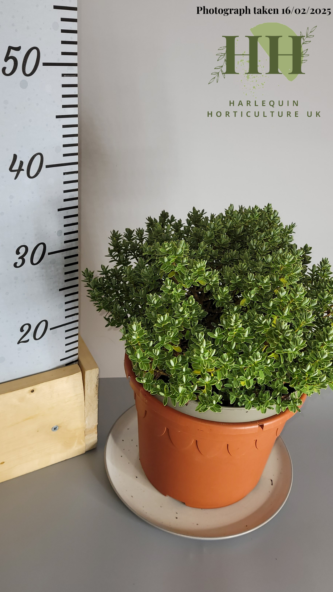 Hebe ping 'Sutherlandii' | Evergreen Shrub | 5 litre, 22.5cm Pot | Current Height: 45cm, Pot included