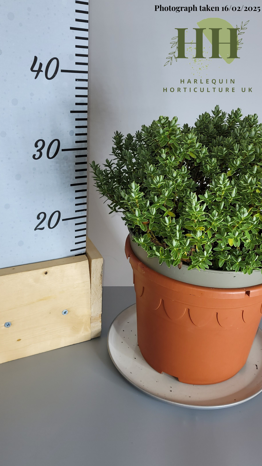 Hebe ping 'Sutherlandii' | Evergreen Shrub | 5 litre, 22.5cm Pot | Current Height: 45cm, Pot included