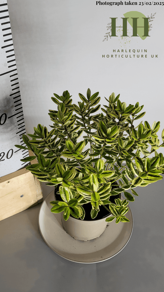 Hebe fran 'Variegata' | Evergreen Shrub | Size: 2 litre, 17cm Pot | Current Height: 35cm, Pot included