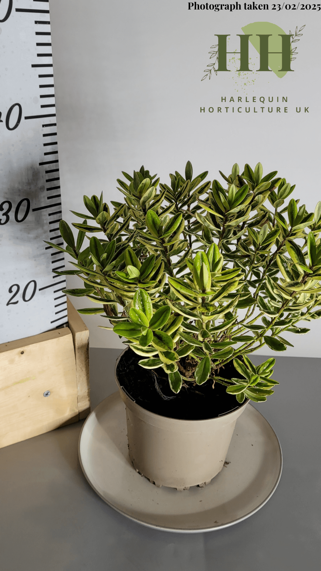Hebe fran 'Variegata' | Evergreen Shrub | Size: 2 litre, 17cm Pot | Current Height: 35cm, Pot included
