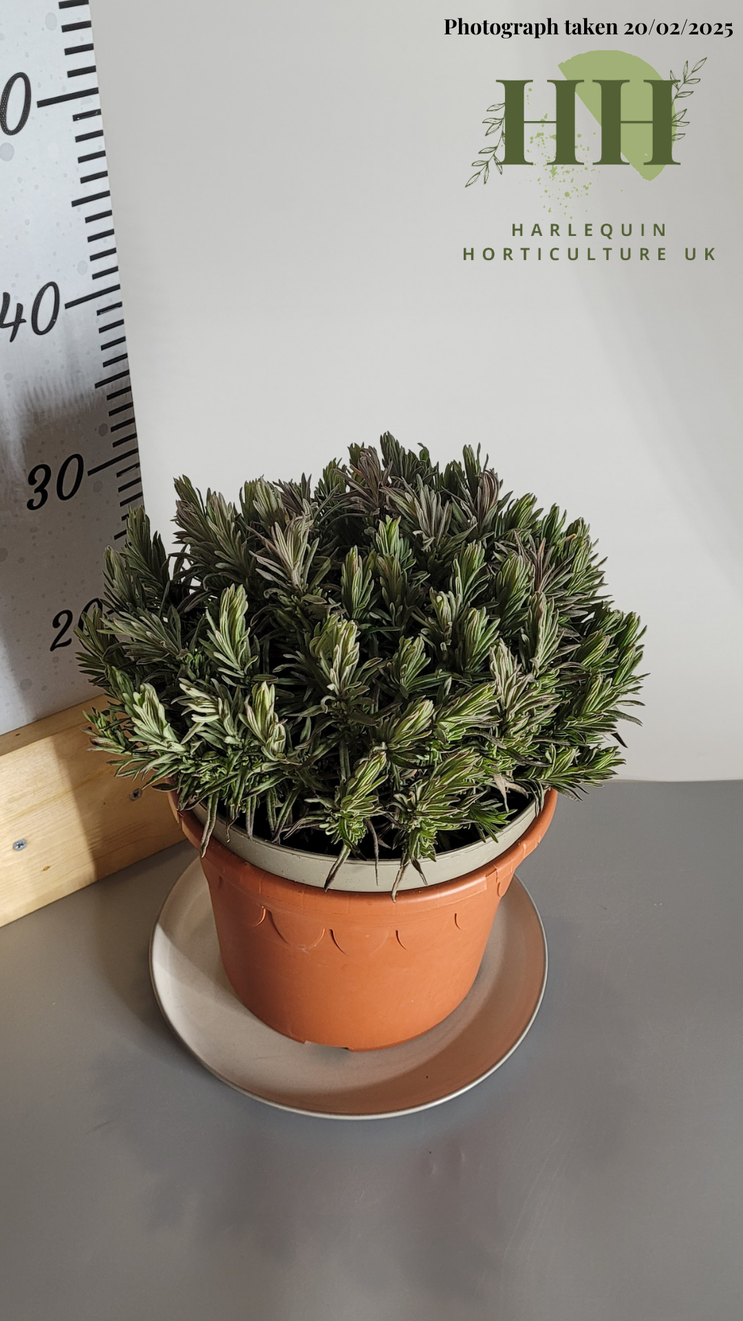 Lavandula angustifolia 'Dwarf Blue' | Herbaceous Perennial | Size: 5 litre, 22.5cm Pot | Current Height: 35cm, Pot included