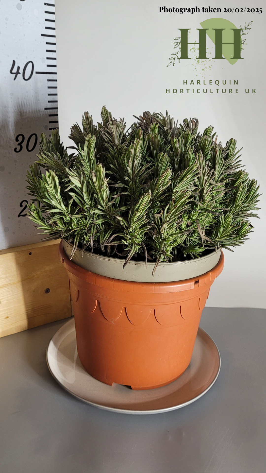 Lavandula angustifolia 'Dwarf Blue' | Herbaceous Perennial | Size: 5 litre, 22.5cm Pot | Current Height: 35cm, Pot included