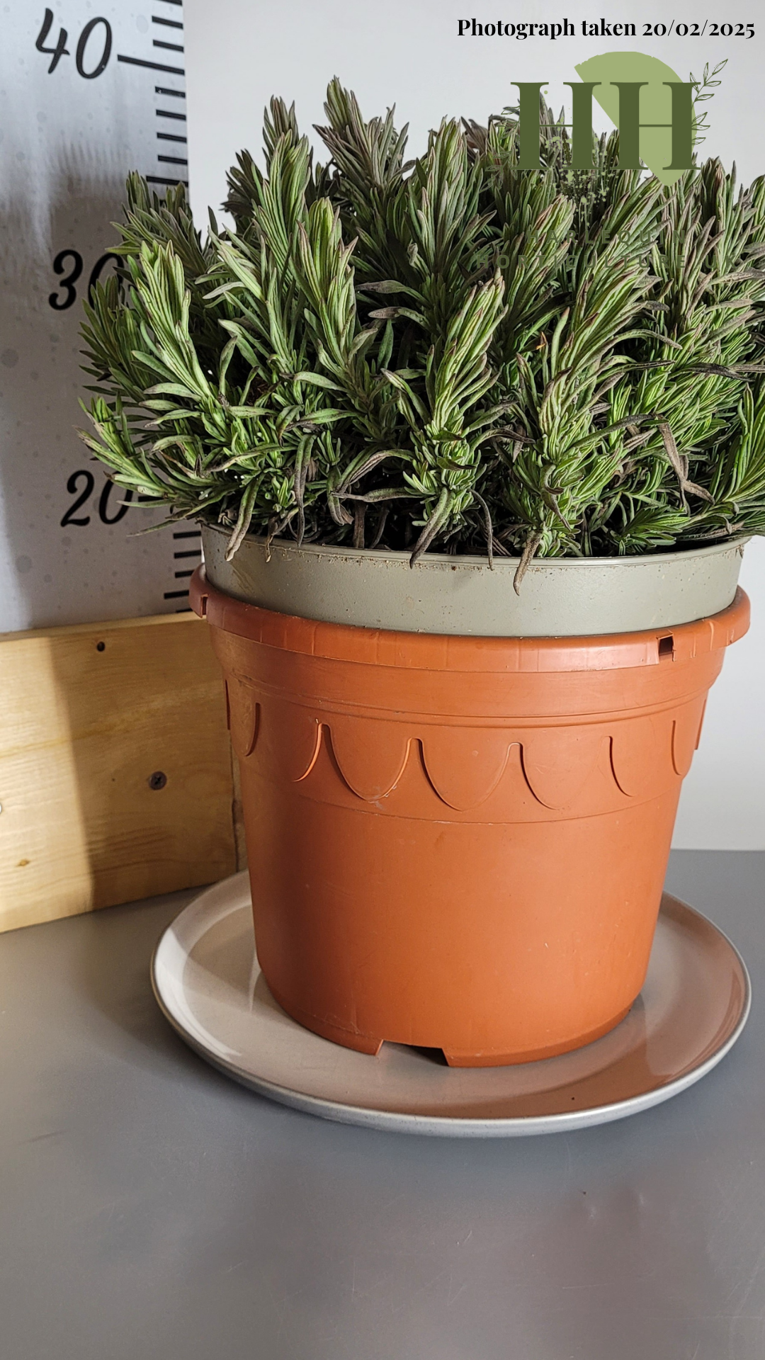 Lavandula angustifolia 'Dwarf Blue' | Herbaceous Perennial | Size: 5 litre, 22.5cm Pot | Current Height: 35cm, Pot included