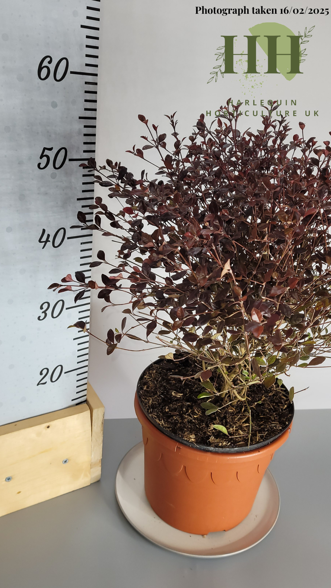 Lophomyrtus ralphii 'Red Dragon' | Evergreen Shrub | 5 litre, 22.5cm Pot | Current Height: 60cm, Pot included