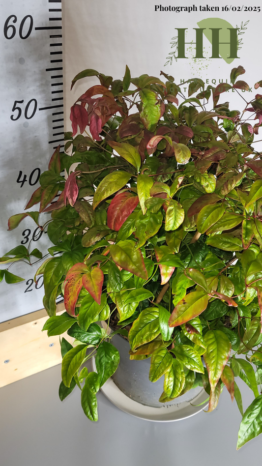 Nandina domestica 'Blush Pink' | Deciduous Shrub | 7.5 litre, 25cm Pot | Current Height: 55cm, Pot included