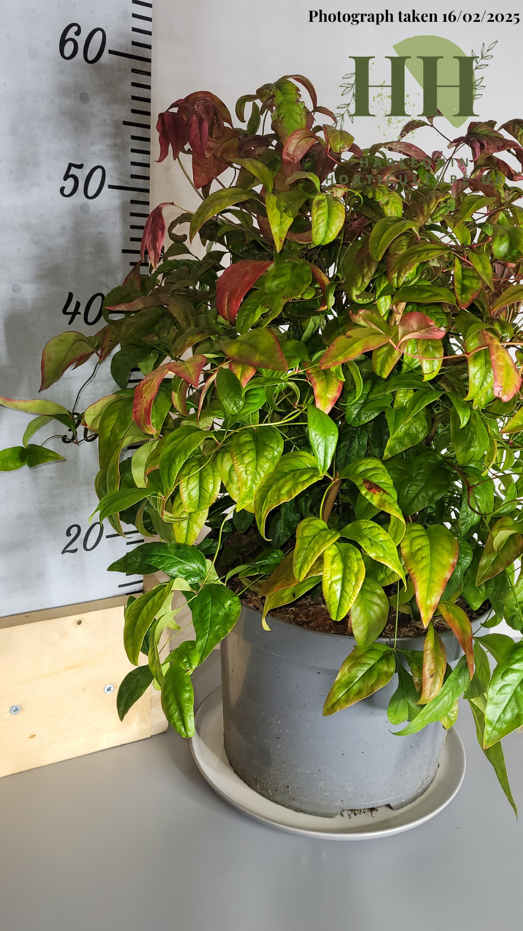 Nandina domestica 'Blush Pink' | Deciduous Shrub | 7.5 litre, 25cm Pot | Current Height: 55cm, Pot included