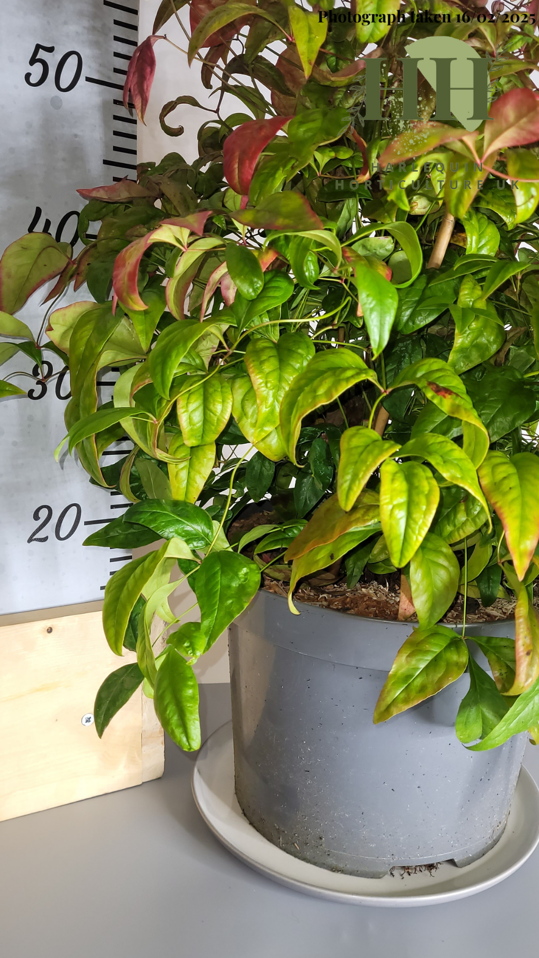 Nandina domestica 'Blush Pink' | Deciduous Shrub | 7.5 litre, 25cm Pot | Current Height: 55cm, Pot included